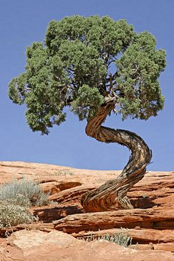 A Utah juniper with a twisting trunk, growing out of red sandstone under a clear blue sky.